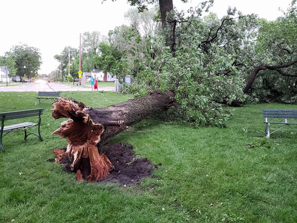 Uprooted tree